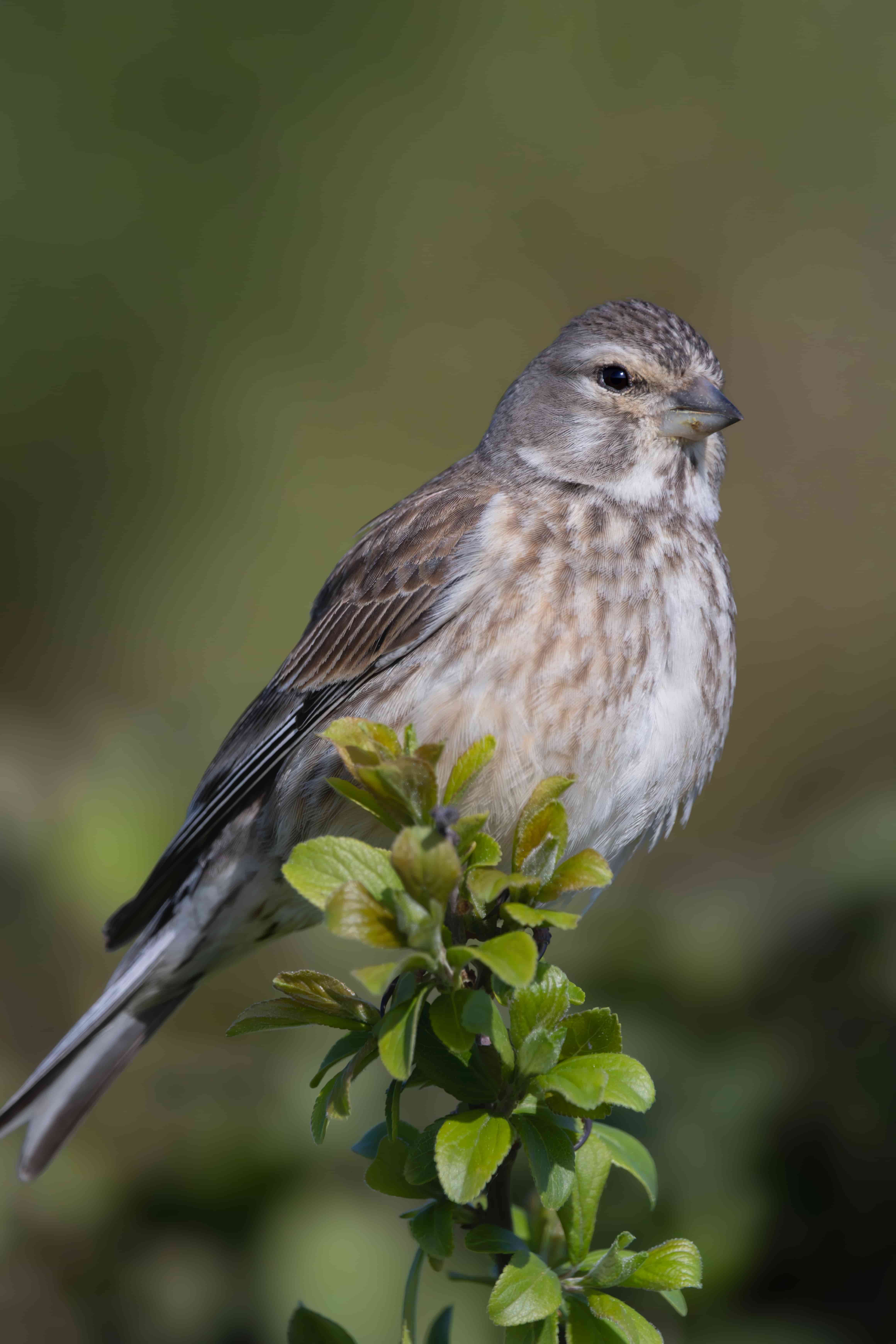 image_oiseau